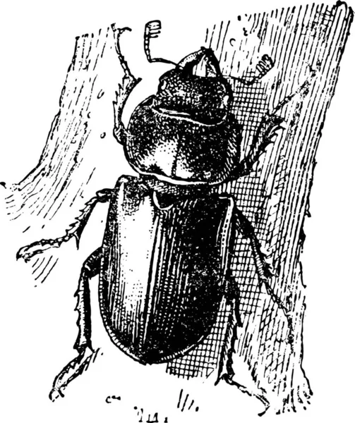 Illustration Eines Käfers — Stockvektor