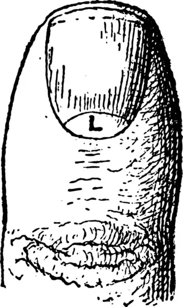 爪半月や Lunulae のヴィンテージ図刻まれています 辞書の単語と物事を Larive 1895 — ストックベクタ