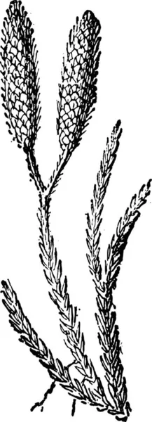 Ground Pine Eller Lycopodium Vintage Ingraverad Illustration Ordlista Med Ord — Stock vektor