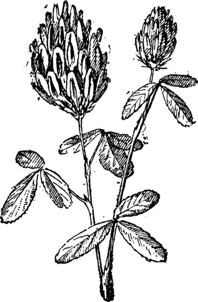 エルバ メディカ ルツェルン草又はルツェルン アルファルファのヴィンテージの刻まれた図 辞書の単語と物事を Larive 1895 — ストックベクタ