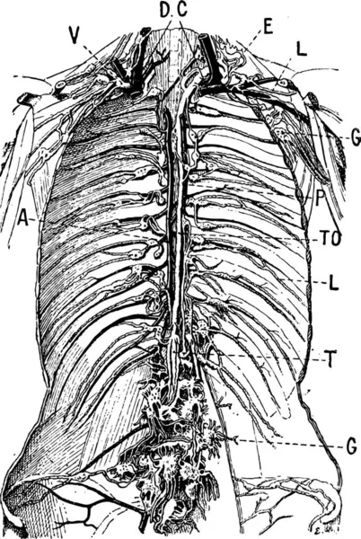 Illustration Eines Mannes Mit Einem Skelett — Stockvektor