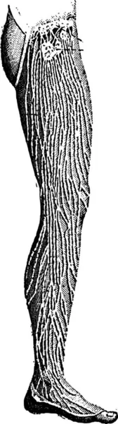 腿部的淋巴管 复古刻的插图 单词和事 Larive 和弗洛瑞 1895年的字典 — 图库矢量图片