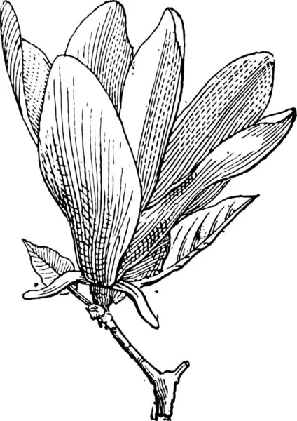Magnolie Oder Magnolie Mit Blüte Gravierte Illustration Wörterbuch Der Wörter — Stockvektor