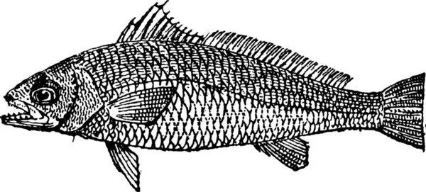 Meagre Argyrosomus Regius Ilustração Gravada Vintage Dicionário Palavras Coisas Larive — Vetor de Stock