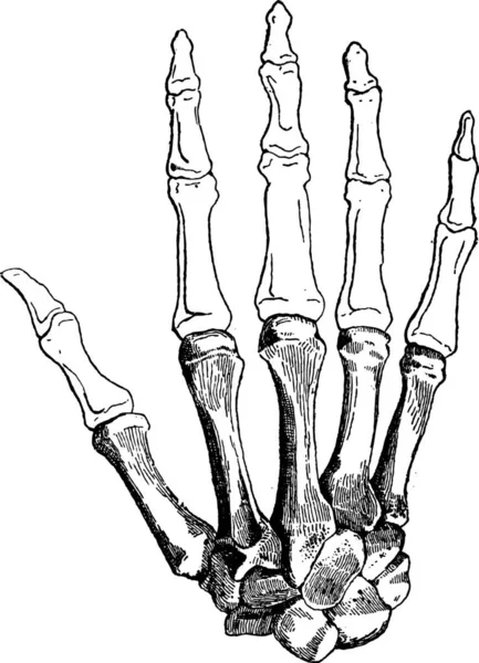 Carpals 中手骨 近位指骨 中間指骨遠位指骨ヴィンテージの刻まれた図を示す人間の手 辞書の単語と物事を Larive 1895 — ストックベクタ