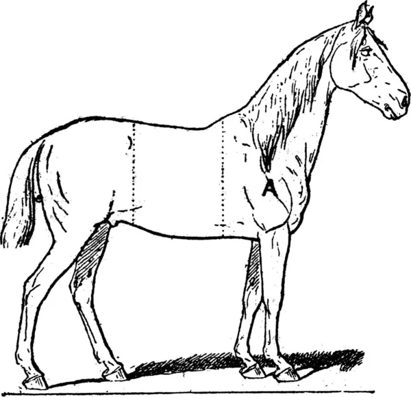 Partes Caballo Montando Mostrando Derecha Revés Cuerpo Ilustración Grabada Vintage — Archivo Imágenes Vectoriales