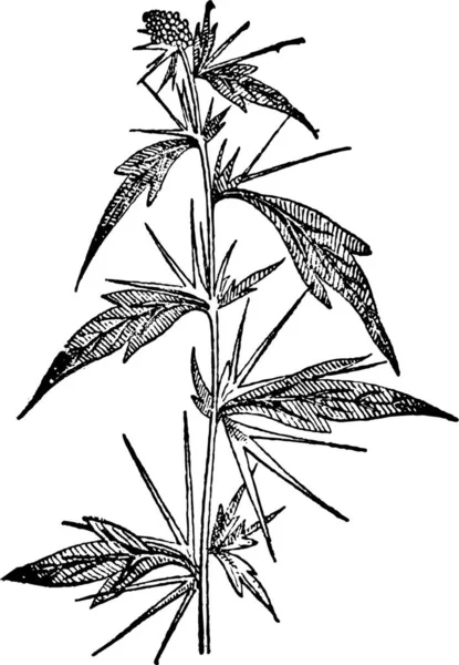 Vector Illustration Marijuana Plant — Stock Vector