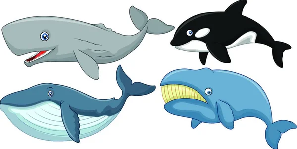 Cartoon Walvis Collectie Vector Illustratie Achtergrond — Stockvector