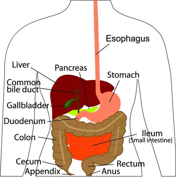 Diagramm Des Verdauungssystems Verdauungsorgane Menschlichen Körper Vektorillustration Der Physiologie Des — Stockvektor
