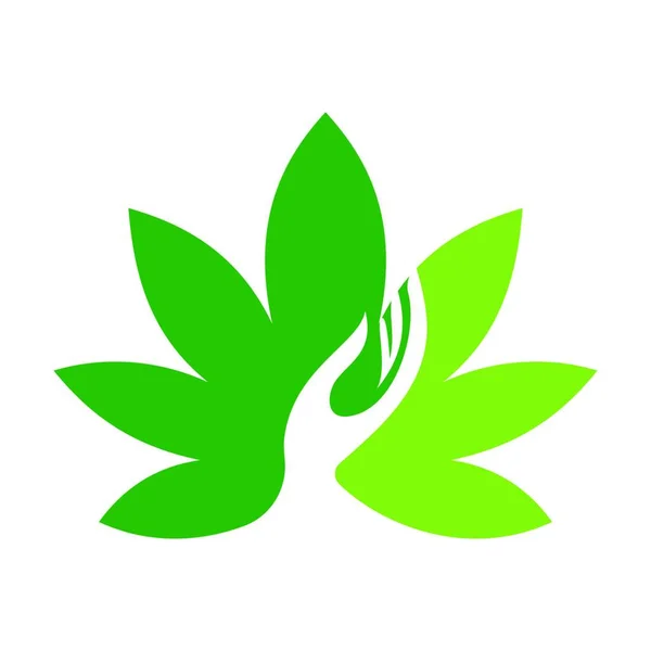 Marihuana Liść Konopie Indyjskie Olej Konopny Marihuana Lub Logo Liści — Wektor stockowy