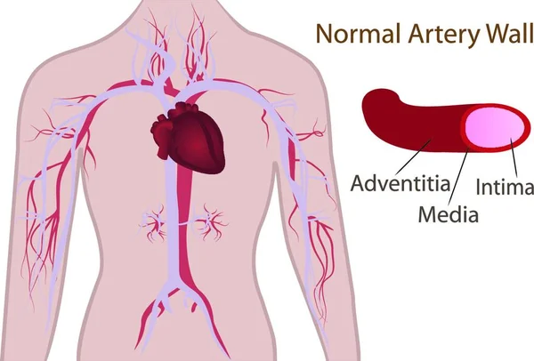 Nsan Vücudu Vektör Çizim Arter Sistemi — Stok Vektör