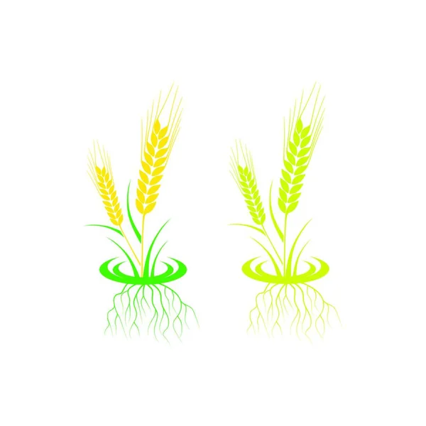 Ähren Von Weizengerste Oder Roggen Vektor Visuelle Grafische Symbole Landwirtschaft — Stockvektor