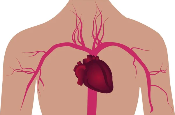 Sistema Arteria Ilustración Del Vector Del Cuerpo Humano — Archivo Imágenes Vectoriales