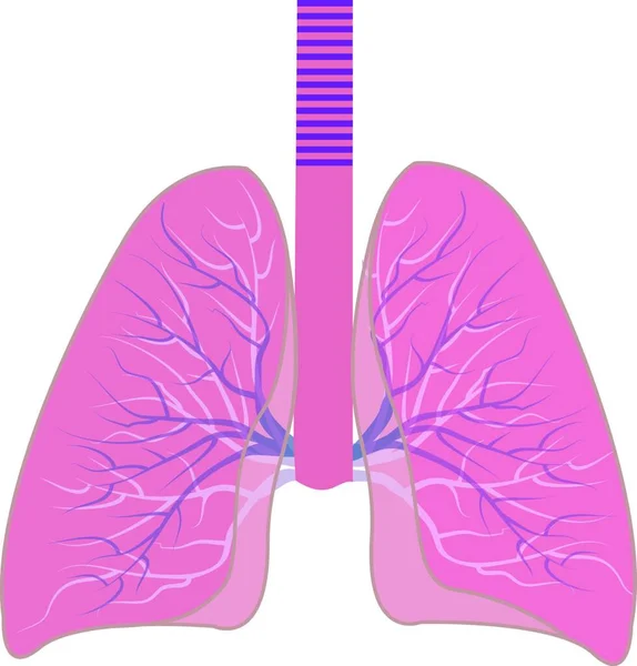 Ilustración Del Vector Pulmonar Humano Aislado Sobre Fondo Blanco — Archivo Imágenes Vectoriales