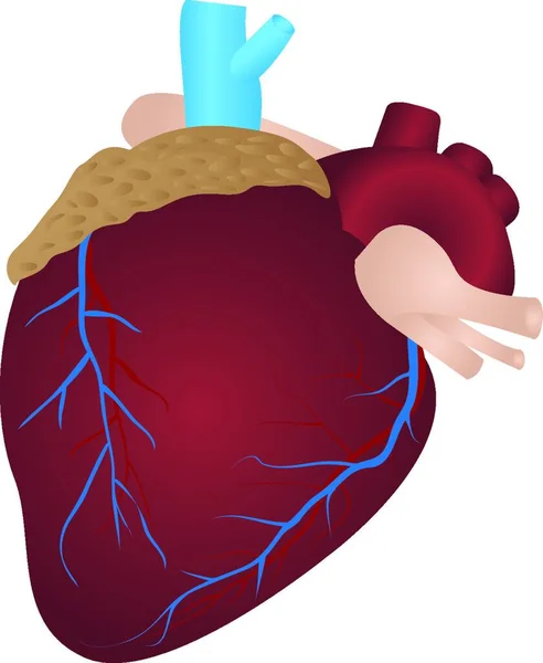 人的心脏向量例证在白色背景 — 图库矢量图片