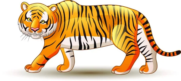 Ilustração Tigre Isolado Sobre Fundo Branco — Vetor de Stock