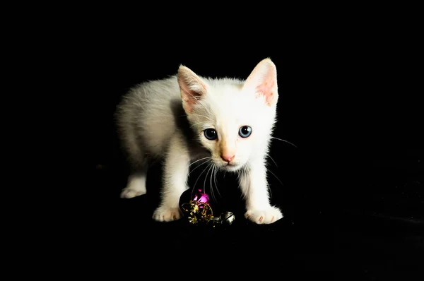 Blanc Jeune Chat Bebe Sur Un Fond Noir Mignon Jouer Stock Photo