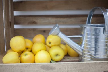 Tahta kutuda demir sulama kutusu olan taze sarı elma yığını. 