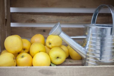 Tahta kutuda demir sulama kutusu olan taze sarı elma yığını. 