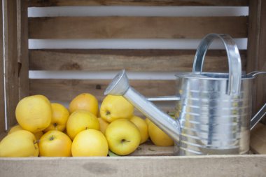 Tahta kutuda demir sulama kutusu olan taze sarı elma yığını. 