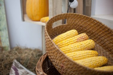 Sepette taze mısır, sonbahar hasat konsepti.