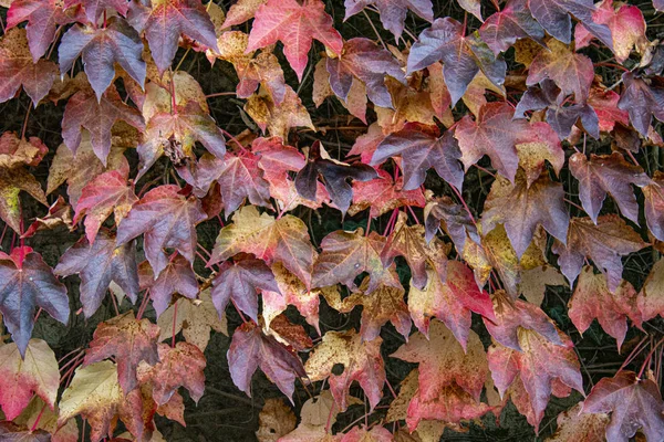 Sfondo Autunnale Con Coloración Niebla —  Fotos de Stock