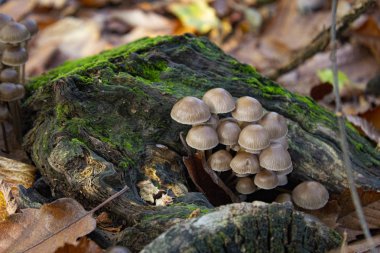 Gruppo di piccoli funghi