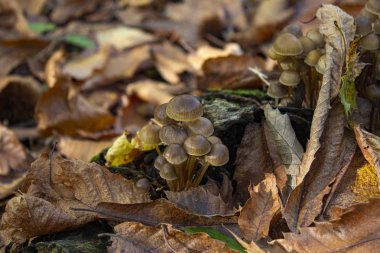 Piccoli funghi tra sisli seksiliği
