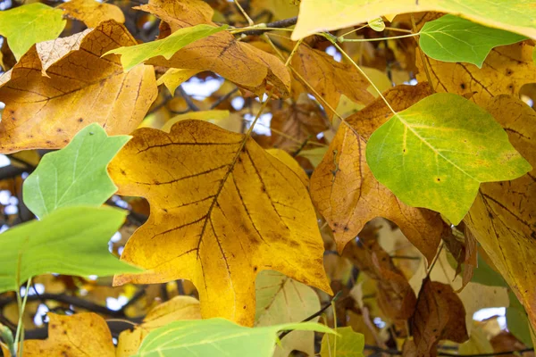 Sfondo di Foglie gialle e verdi
