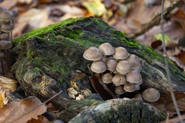 Gruppo di piccoli funghi