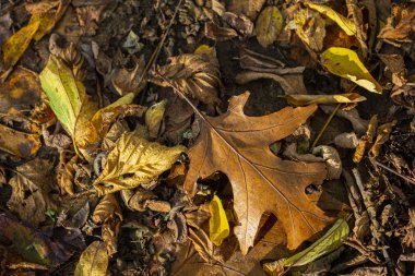 Gruppo di foglie secche nel bosco