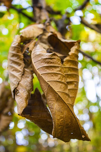 Foglie secche appese a un ramo