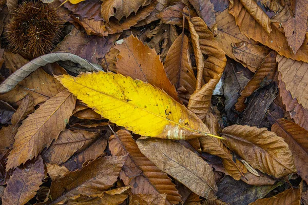 Petite Feuille Jaune Dans Les Bois — Photo