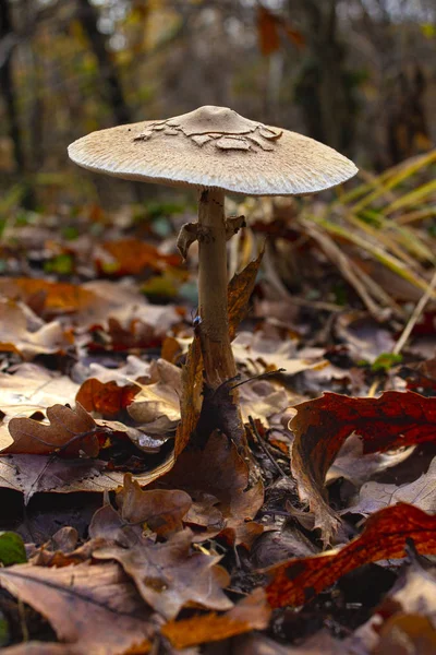 Ormanın ortasında uzun ve yalnız bir mantar.