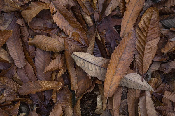 Kuru yapraklar örtüsü