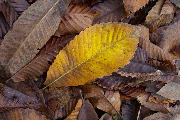 Feuille Automne Sur Couverture Feuilles Sèches — Photo