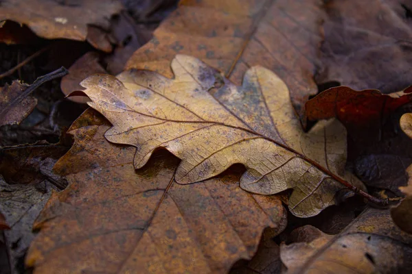 Kuru yaprakların üzerinde sonbahar yaprağı