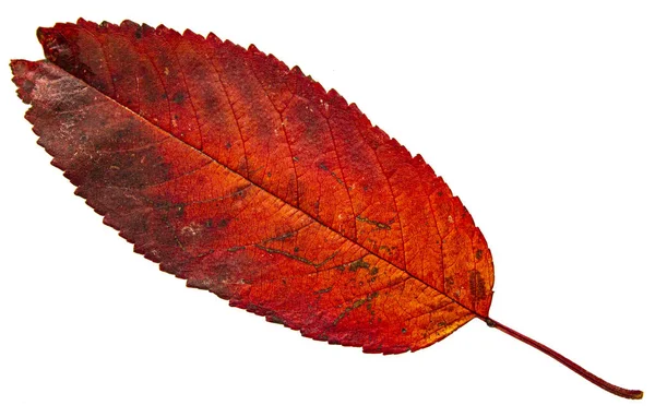 Beyaz Arkaplanda Kırmızı Yaprak — Stok fotoğraf