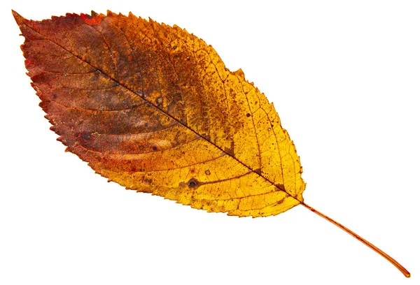 Foglia gialla secca su sfondo bianco