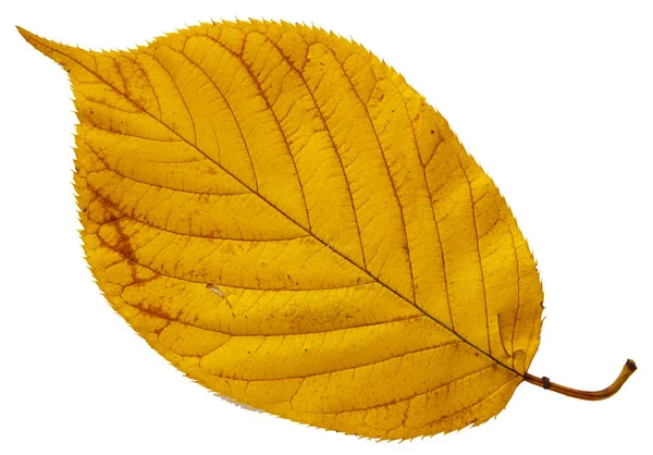 Beyaz Arkaplanda Büyük Sarı Bir Yaprak — Stok fotoğraf