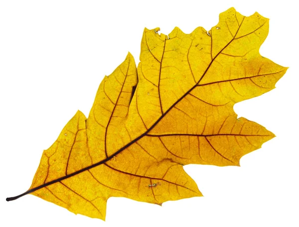 Beyaz arkaplanı olan büyük kuru sarı yaprak.