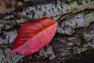 Koyu kabukta kırmızı yaprak