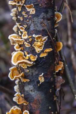 Mantarlar dallara tırmanıyor.