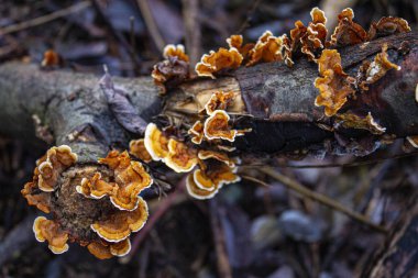 Mantarlar kışın bir dala tırmanıyor.