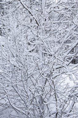 Kaputun ortasında karlı dallar