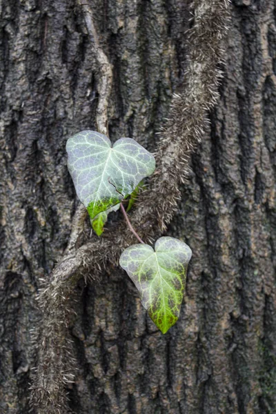 Bagaja tırmanan sarmaşıkların ayrıntıları