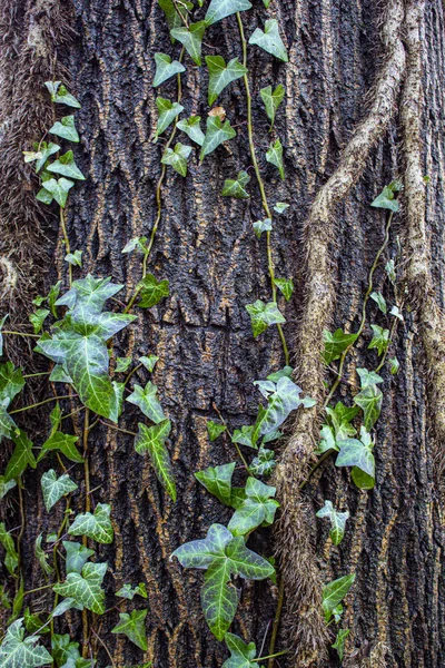 Ivy bagaja tırmanıyor.