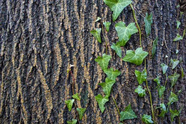 Ivy Lezení Přes Kufr — Stock fotografie