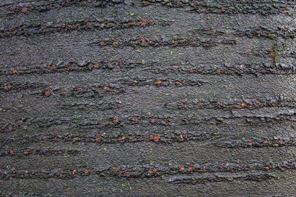 Gri ağaç kabuğunun ayrıntıları