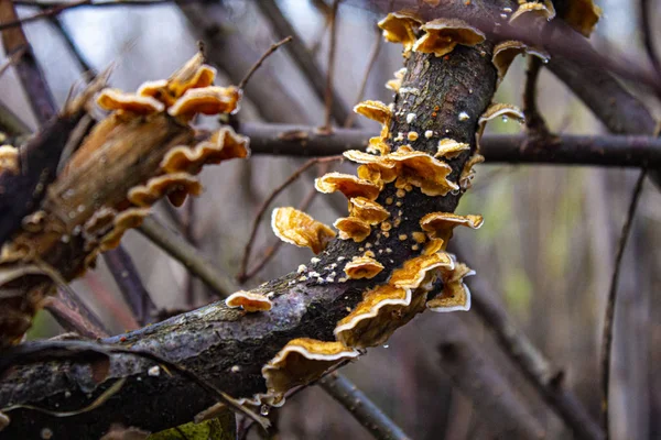 Champiñones Trepando Una Rama Medio Del Bosque —  Fotos de Stock